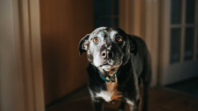η-σχέση-ανθρώπου-ζώου-αποκτά-νομική-υπ-564086635