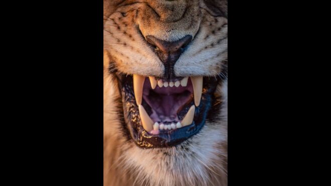 η-ιστορία-του-τζέικομπ-του-μονόφθαλμο-564097912