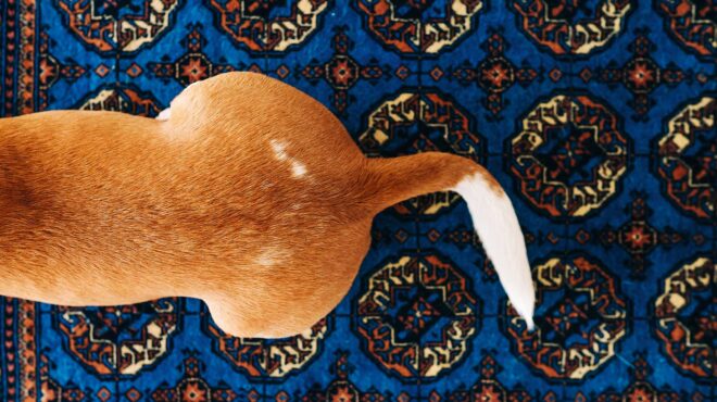 κρατώντας-τα-σκυλιά-των-άλλων-564074737