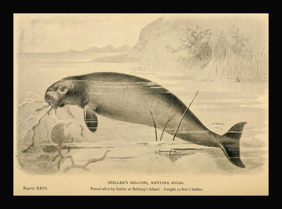 Η συγγραφέας που αγάπησε μια θαλάσσια αγελάδα-1