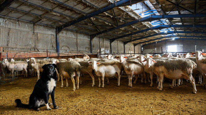 εθνικό-εμβολιασμό-στα-αιγοπρόβατα-πρ-564064693