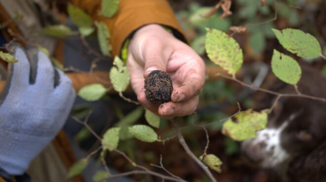 ο-άγνωστος-θησαυρός-των-ελληνικών-δασ-564074572