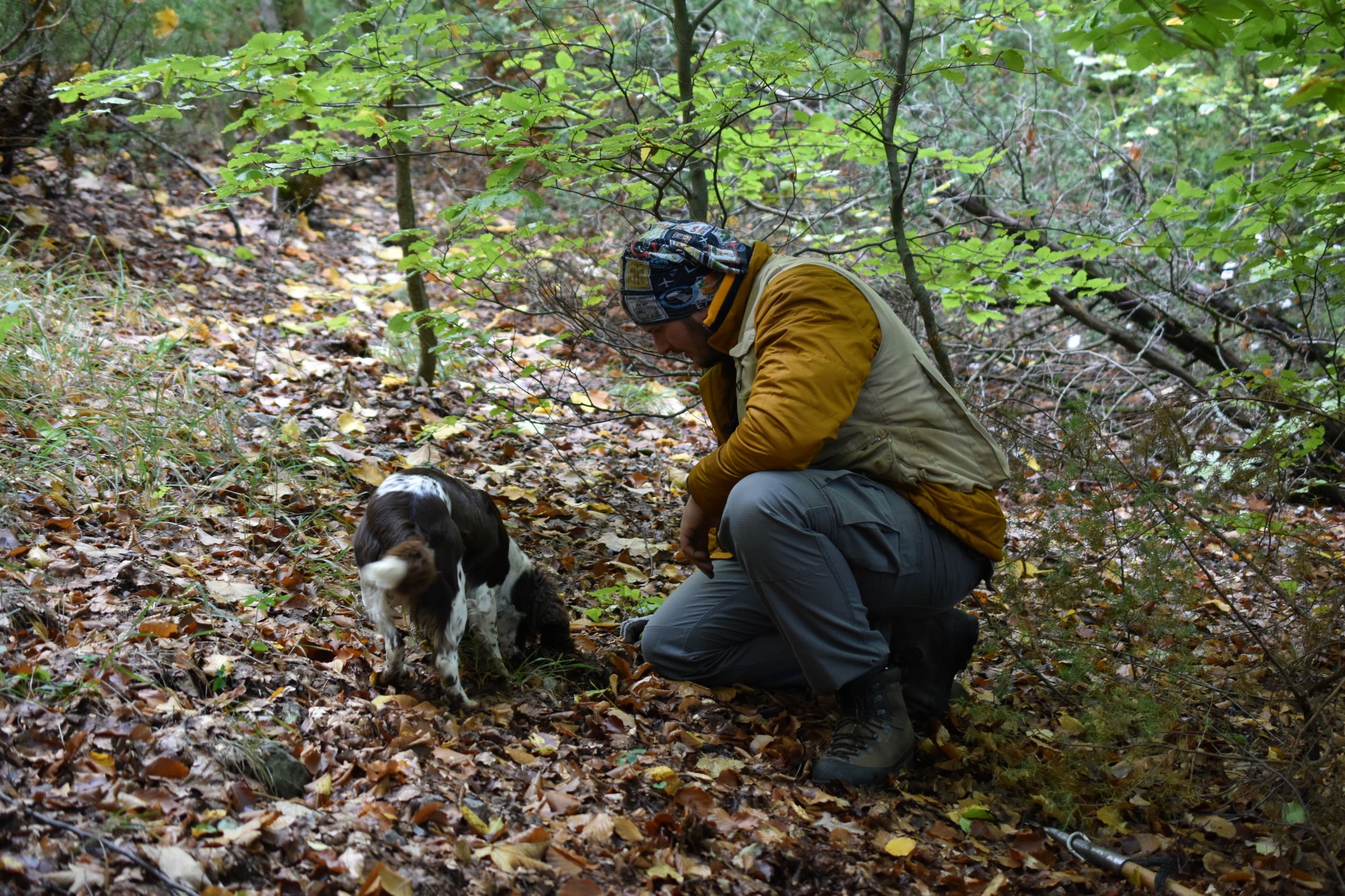Ο άγνωστος θησαυρός των ελληνικών δασών: νέα είδη τρούφας στο μικροσκόπιο-2