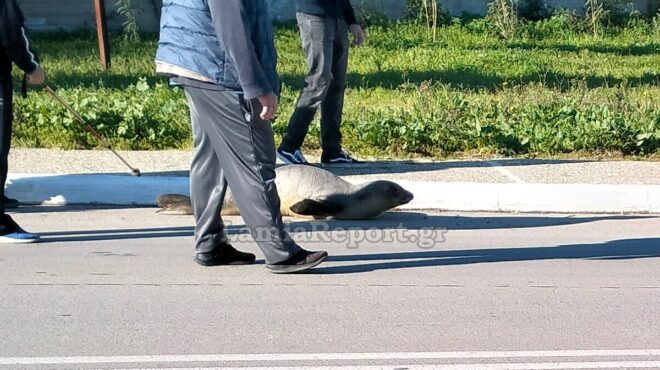 αρκίτσα-φώκια-ξεστράτισε-και-βρέθηκ-564099118