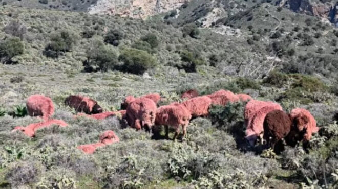 κρήτη-κτηνοτρόφοι-βάφουν-κόκκινα-τα-π-564093577
