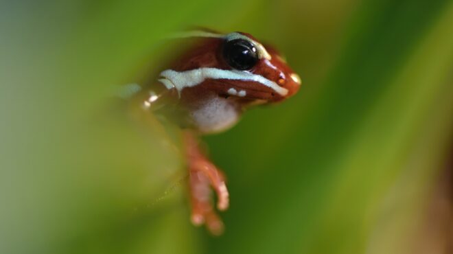 πώς-δρα-η-σπάνια-νευροτοξίνη-του-δηλητ-564080110