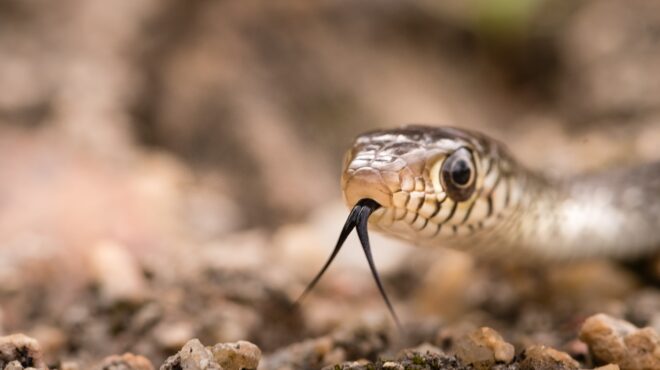 ινδία-το-δάγκωμα-του-φιδιού-μια-μάστιγ-564055681