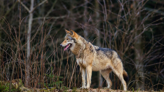 επίθεση-λύκου-στην-πάρνηθα-μου-έσκισ-564091555