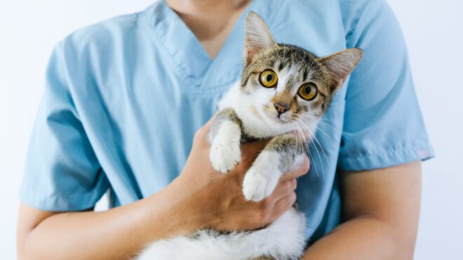 πώς-οι-γάτες-μπορούν-να-φωτίσουν-τα-μ-564087904