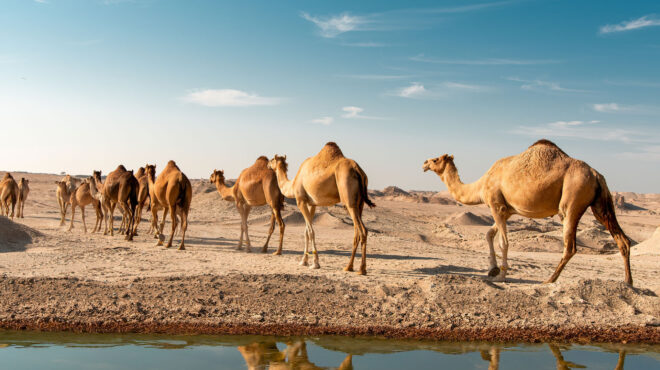 tο-ριάντ-θα-εκδίδει-διαβατήρια-για-καμή-564060478