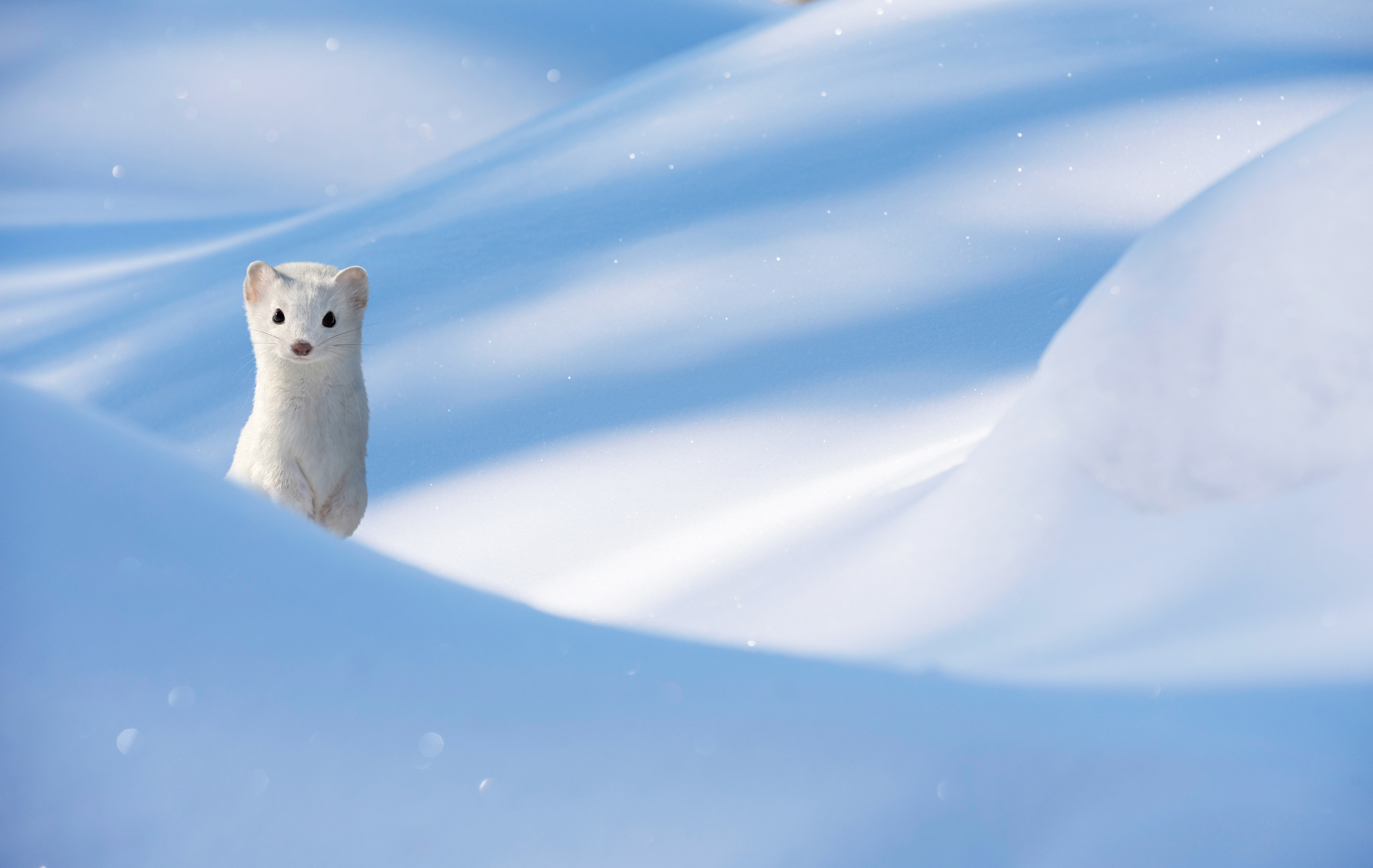 Χειμερινοί Ολυμπιακοί: Τέσσερα πράγματα που δεν ξέραμε για τις ερμίνες, τις αξιολάτρευτες μασκότ των Αγώνων-1