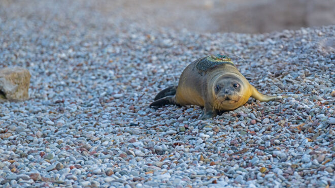 ρεκόρ-στις-γεννήσεις-μεσογειακής-φώκ-564091969