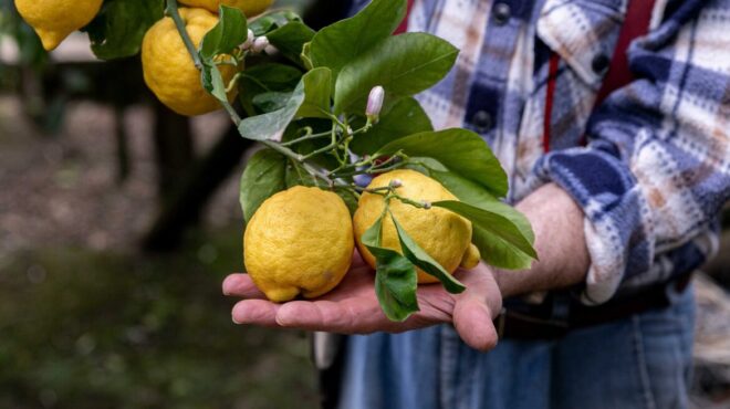 ελληνικά-λεμόνια-όλα-όσα-πρέπει-να-ξέρ-564054901