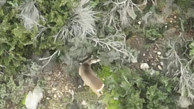 θεσσαλονίκη-καταγράφηκαν-ζαρκάδια-σ-564084265