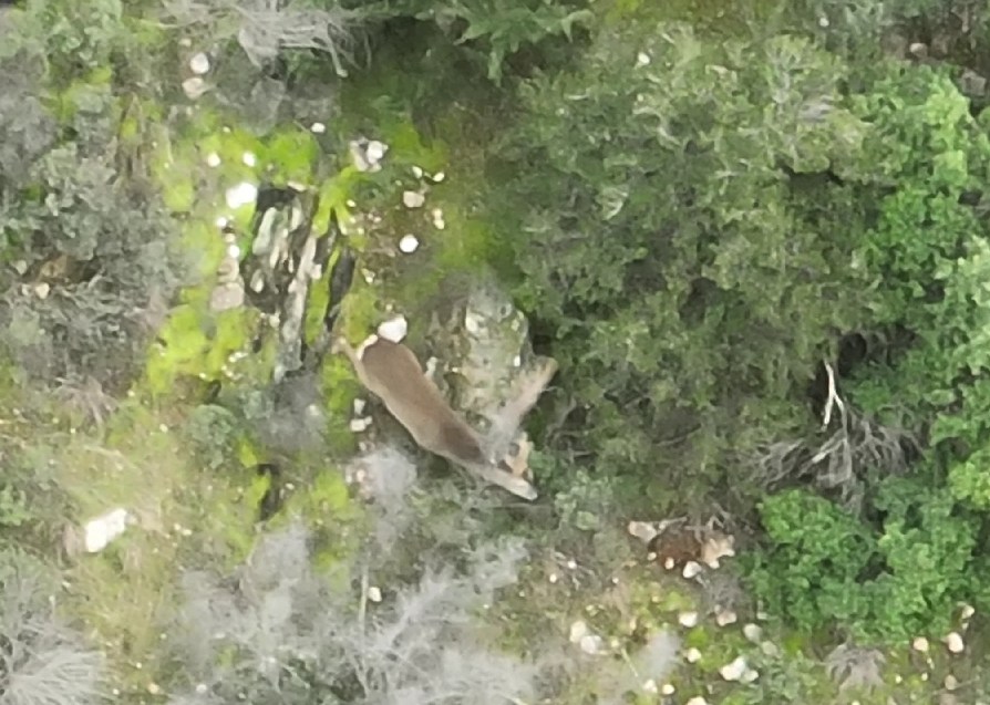 Θεσσαλονίκη: Καταγράφηκαν ζαρκάδια στο Σέιχ Σου για πρώτη φορά μετά από δεκαετίες-1