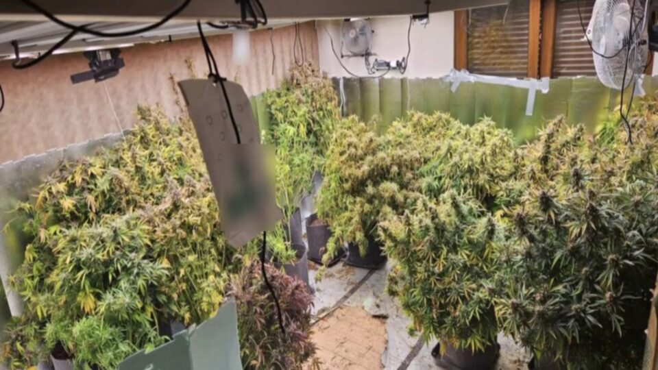 Θεσσαλονίκη: Μετέτρεψαν διώροφο διαμέρισμα σε εργαστήριο κάνναβης-1