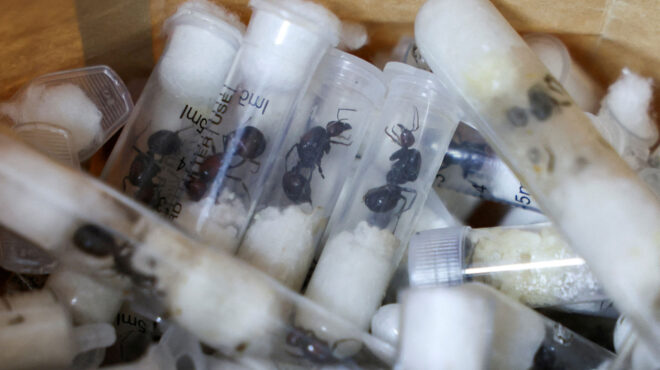 κένυα-συνελήφθη-άνδρας-που-είχε-στις-α-564121579