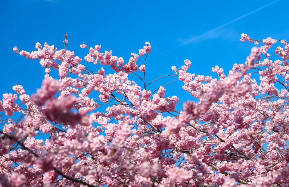 Οι ανθισμένες κερασιές «έβαψαν» τις πόλεις… ροζέ-11