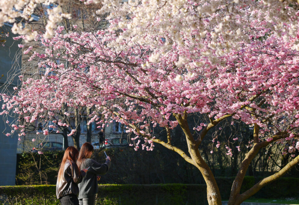 Οι ανθισμένες κερασιές «έβαψαν» τις πόλεις… ροζέ-9
