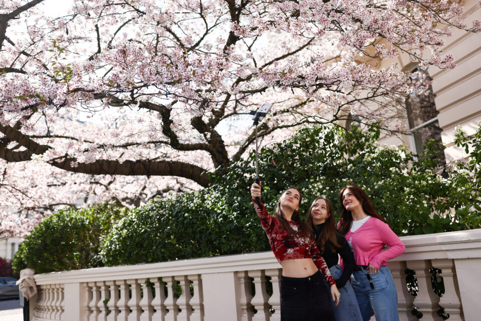 Οι ανθισμένες κερασιές «έβαψαν» τις πόλεις… ροζέ-7