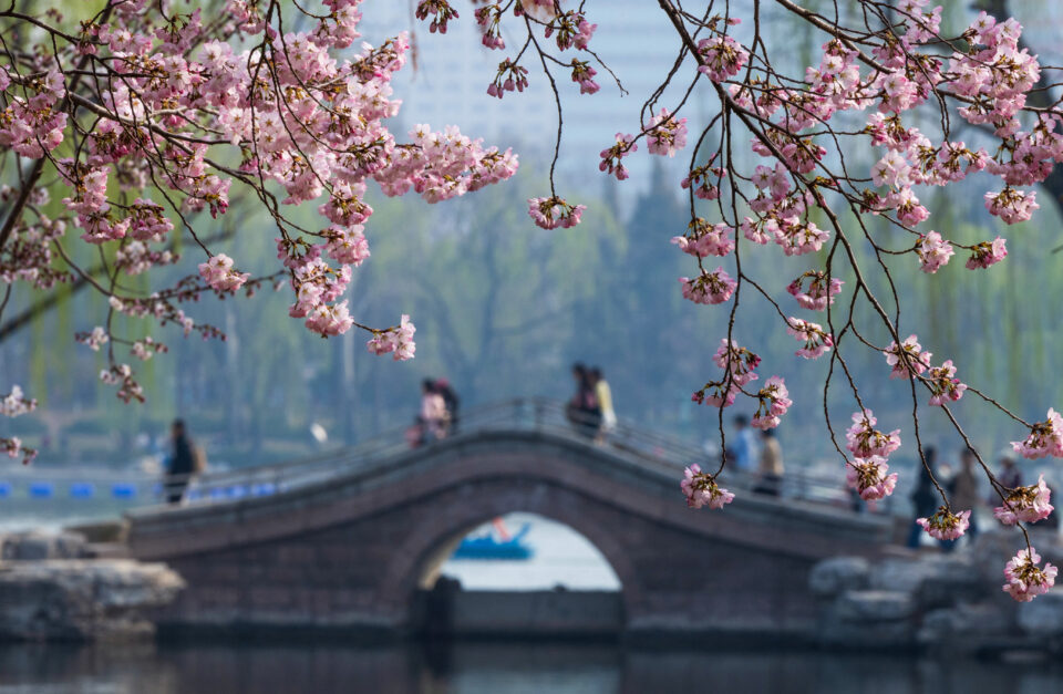 Οι ανθισμένες κερασιές «έβαψαν» τις πόλεις… ροζέ-8