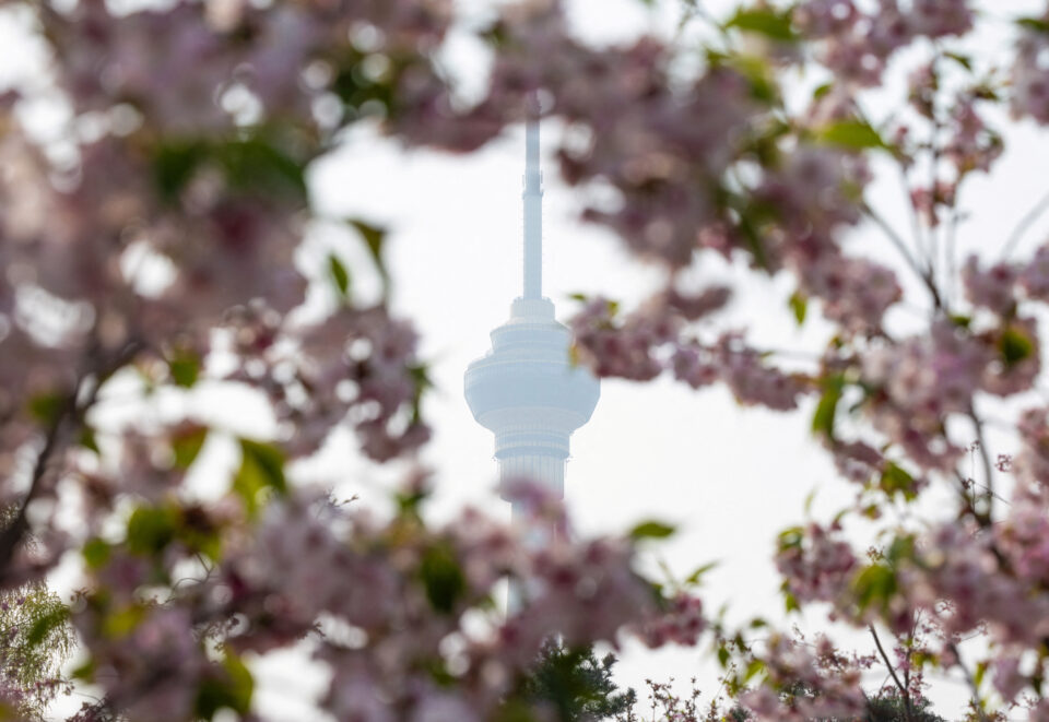Οι ανθισμένες κερασιές «έβαψαν» τις πόλεις… ροζέ-6