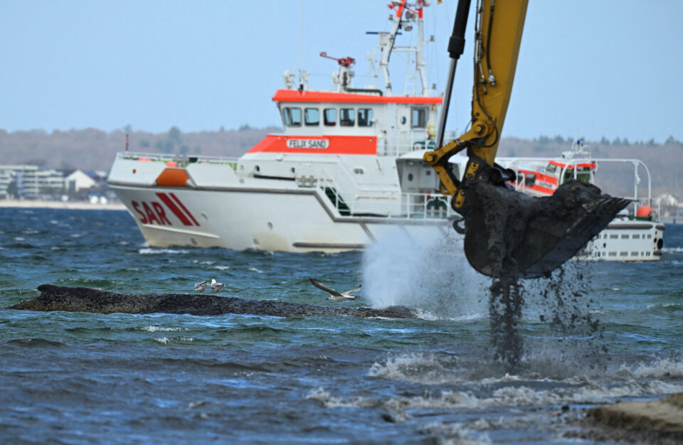 Γερμανία: «Ελεύθερη» η φάλαινα που είχε εξοκείλει στα ρηχά – Mετά από επιχείρηση 4 ημερών-1