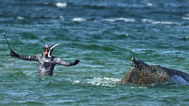 γερμανία-ελεύθερη-η-φάλαινα-που-είχ-564145978