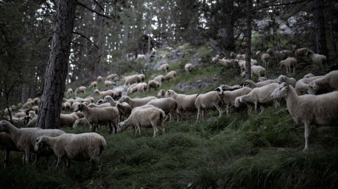αμνοερίφια-οι-τρεις-παράγοντες-που-θα-564152767