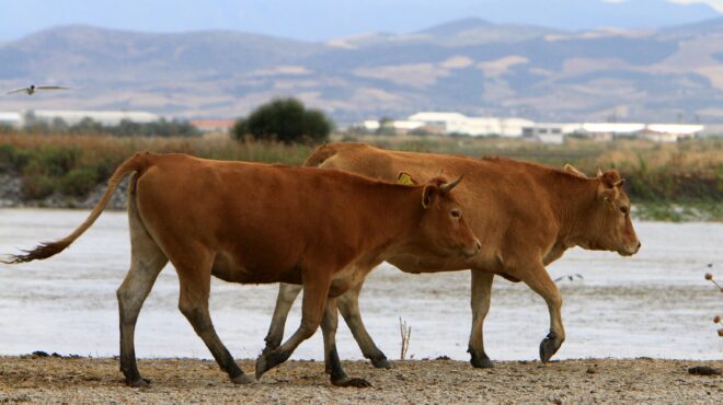 λέσβος-καθολικό-lockdown-στα-κτηνοτροφικά-πρ-564135451