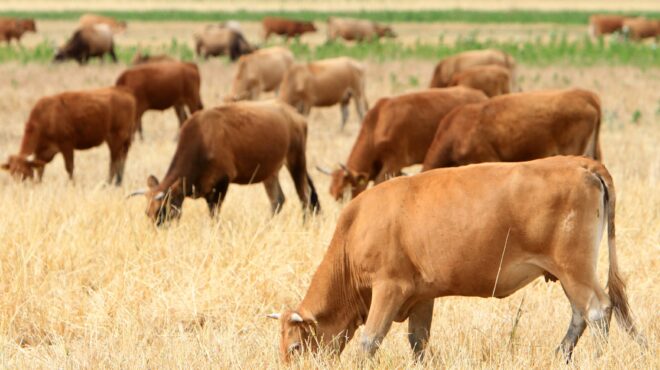 αφθώδης-πυρετός-ποια-ζώα-απειλούνται-564131881