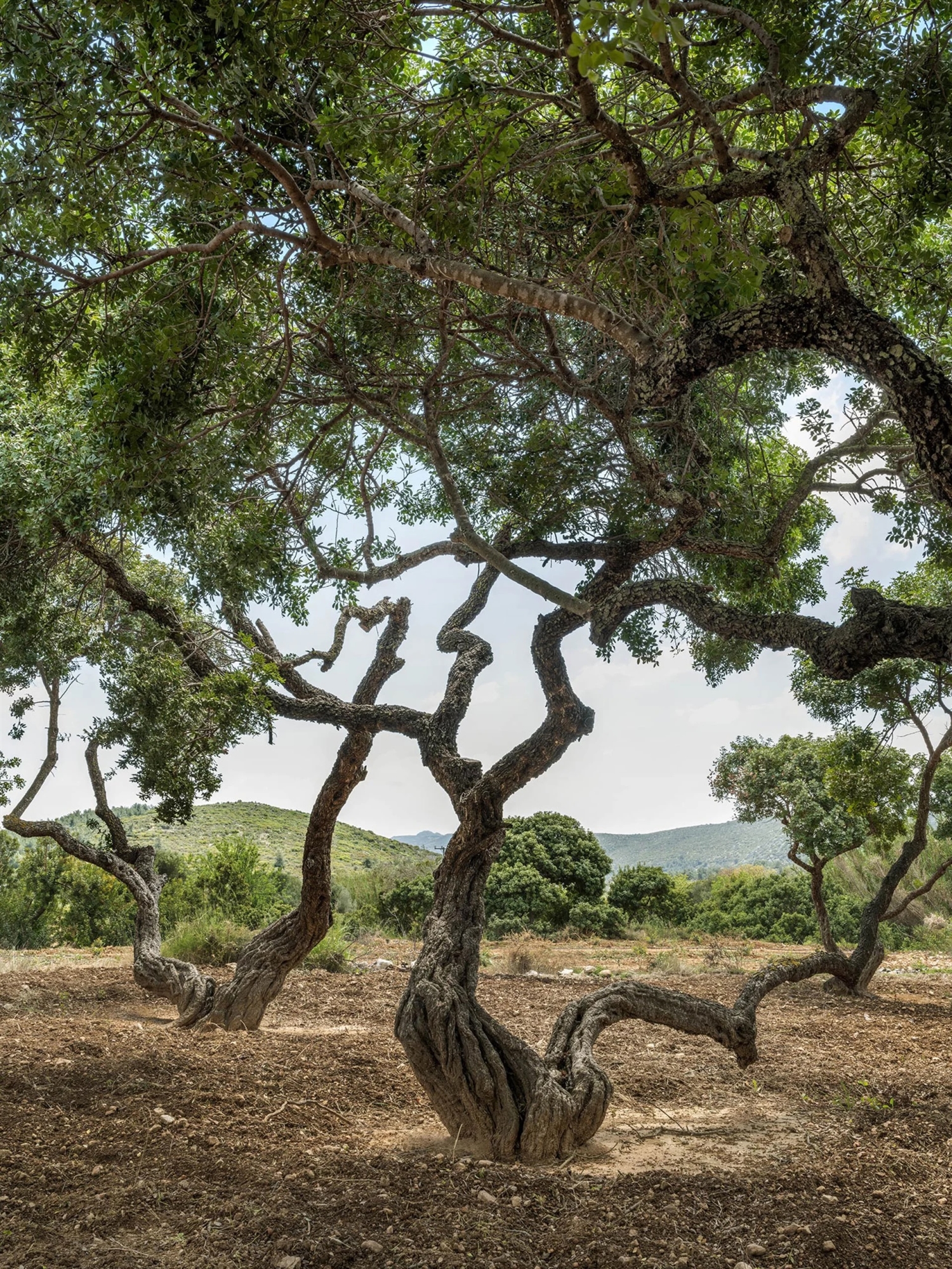 Φωτογραφικό οδοιπορικό στο μεσαιωνικό μαστιχοχώρι της Καλαμωτής-2
