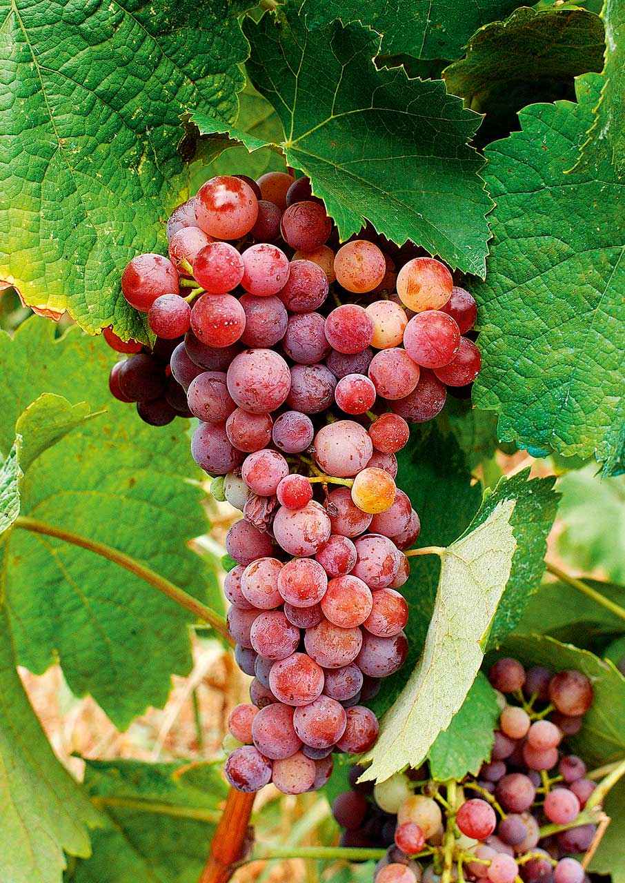 Η δεύτερη ζωή του Μοσχοφίλερου-7