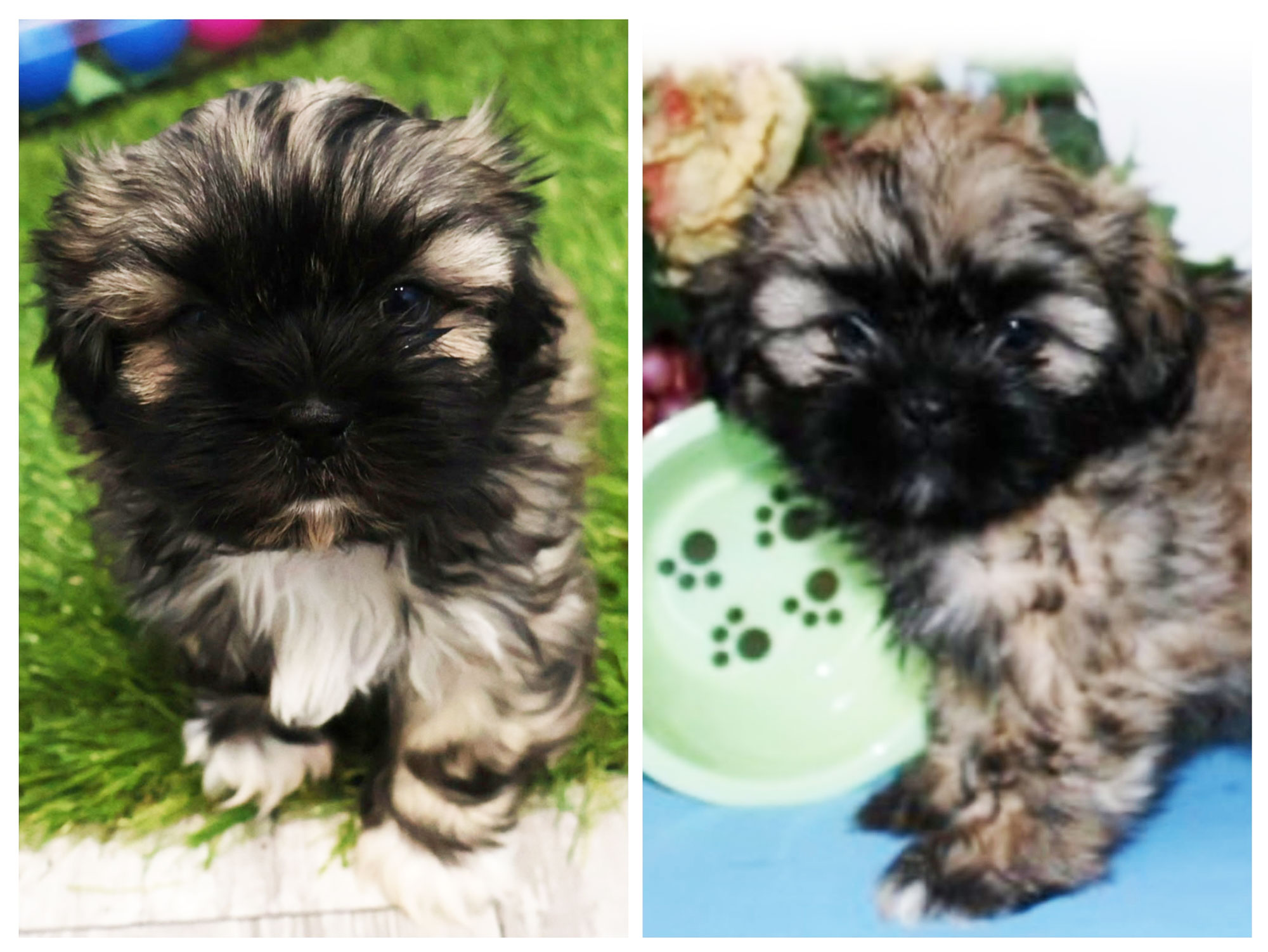 Γιατί κλωνοποίησα τον σκύλο μου-1