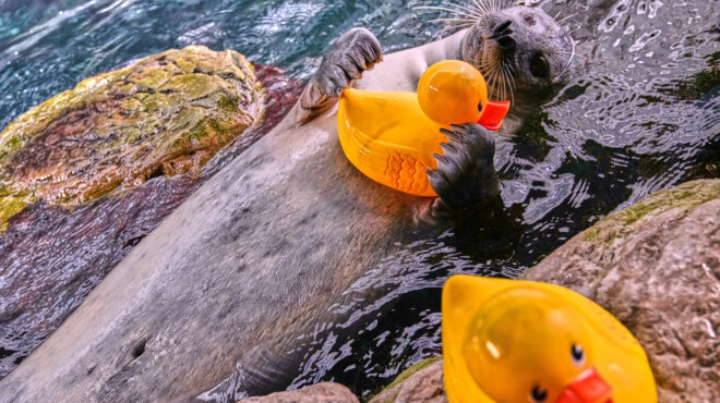 η-φώκια-που-παίζει-και-μαθαίνει-με-τ-564150205