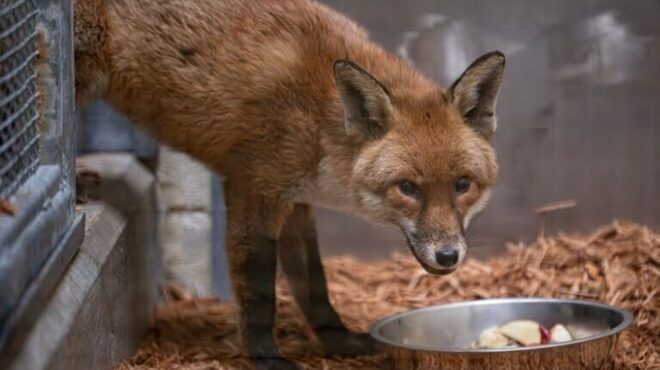 ταξιδιάρα-αλεπού-τρύπωσε-σε-πλοίο-στη-564121297