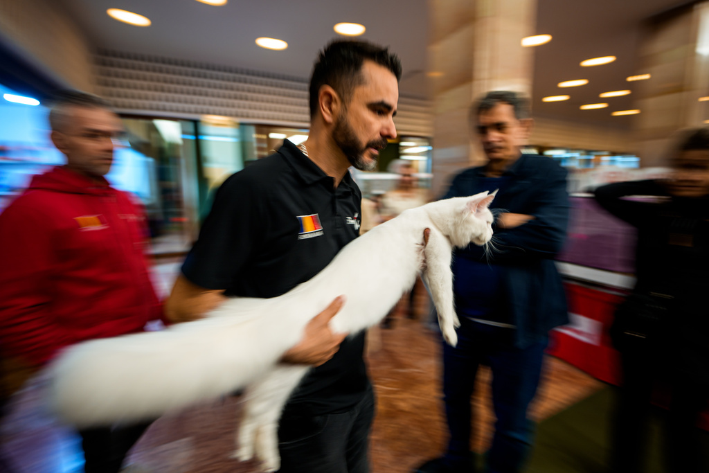 Στα «Οσκαρ» της Ρουμανίας πρωταγωνιστές είναι οι γάτες-4