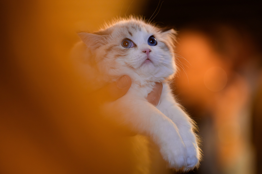 Στα «Οσκαρ» της Ρουμανίας πρωταγωνιστές είναι οι γάτες-8