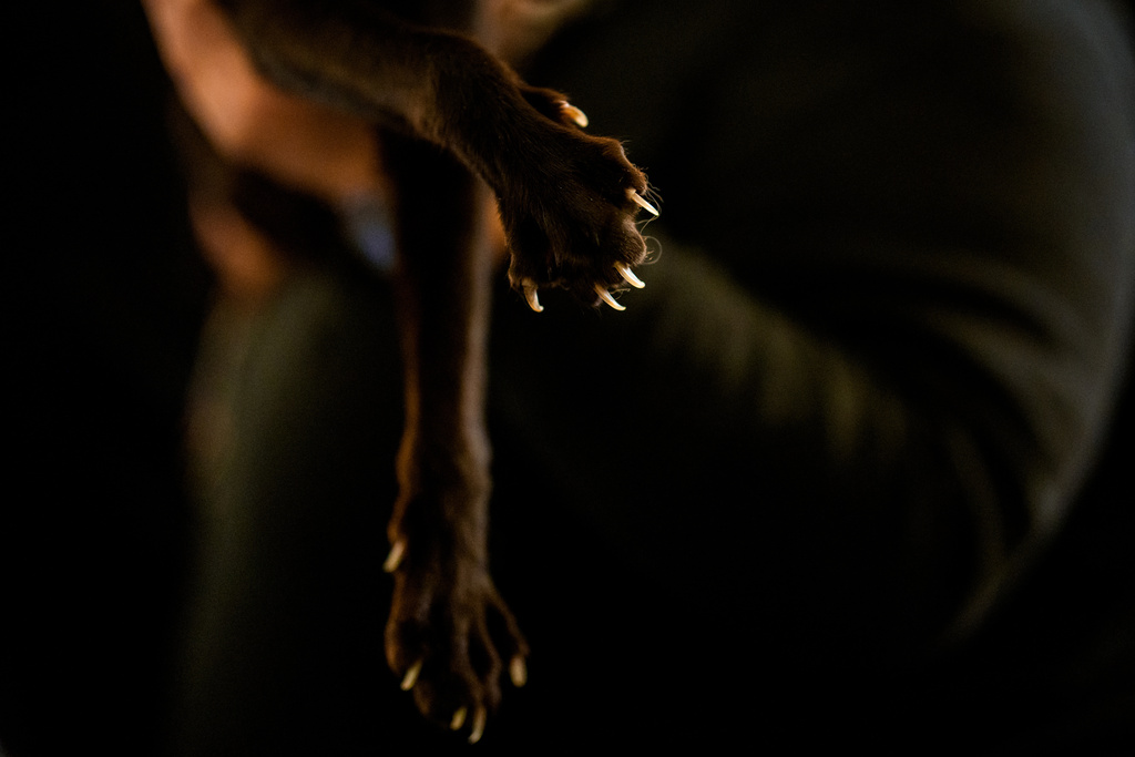 Στα «Οσκαρ» της Ρουμανίας πρωταγωνιστές είναι οι γάτες-10