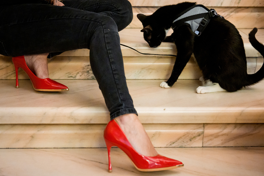 Στα «Οσκαρ» της Ρουμανίας πρωταγωνιστές είναι οι γάτες-15