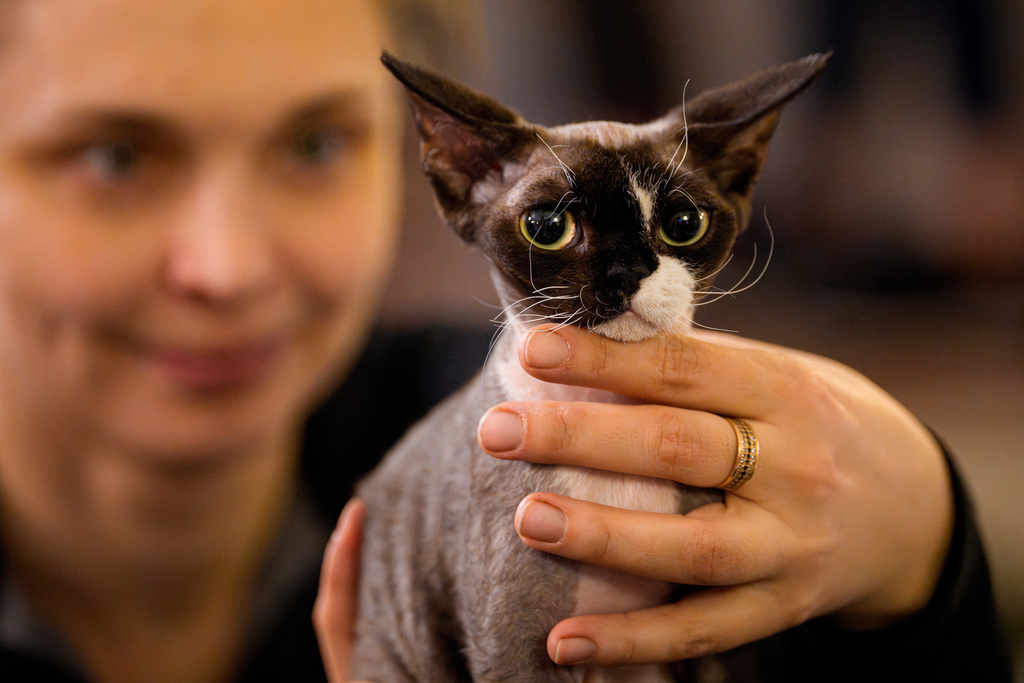 Στα «Οσκαρ» της Ρουμανίας πρωταγωνιστές είναι οι γάτες-13