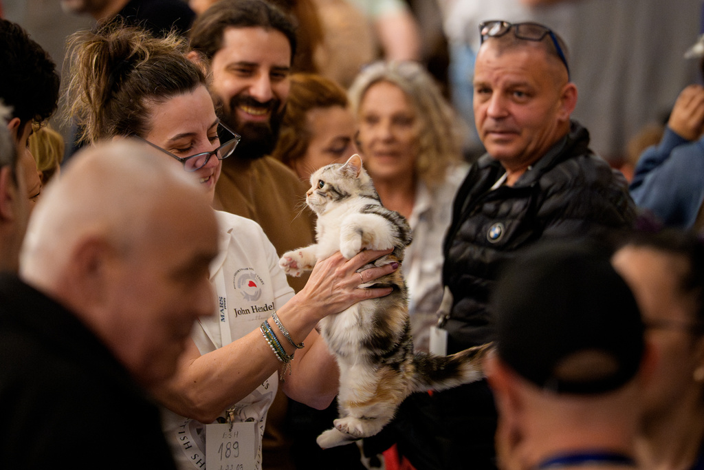 Στα «Οσκαρ» της Ρουμανίας πρωταγωνιστές είναι οι γάτες-12