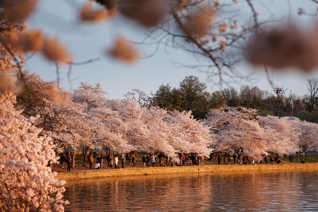 Οι ανθισμένες κερασιές «έβαψαν» τις πόλεις… ροζέ-3