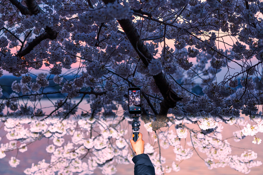 Οι ανθισμένες κερασιές «έβαψαν» τις πόλεις… ροζέ-4