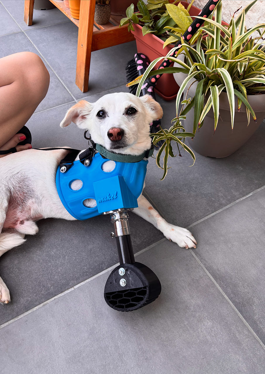 Ο 16χρονος που δίνει «φτερά» σε ανάπηρα ζώα-1