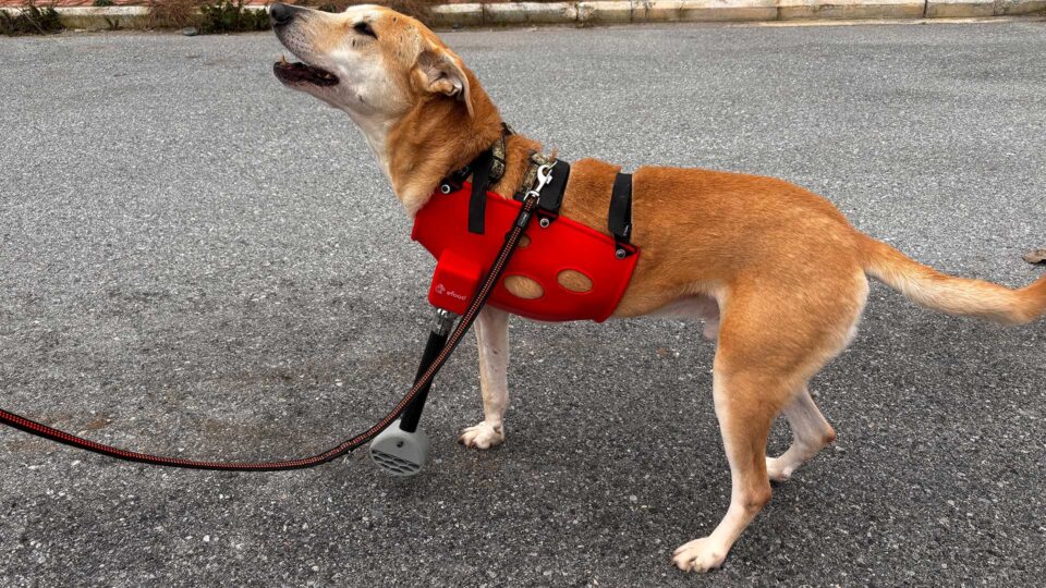 Ο 16χρονος που δίνει «φτερά» σε ανάπηρα ζώα-2