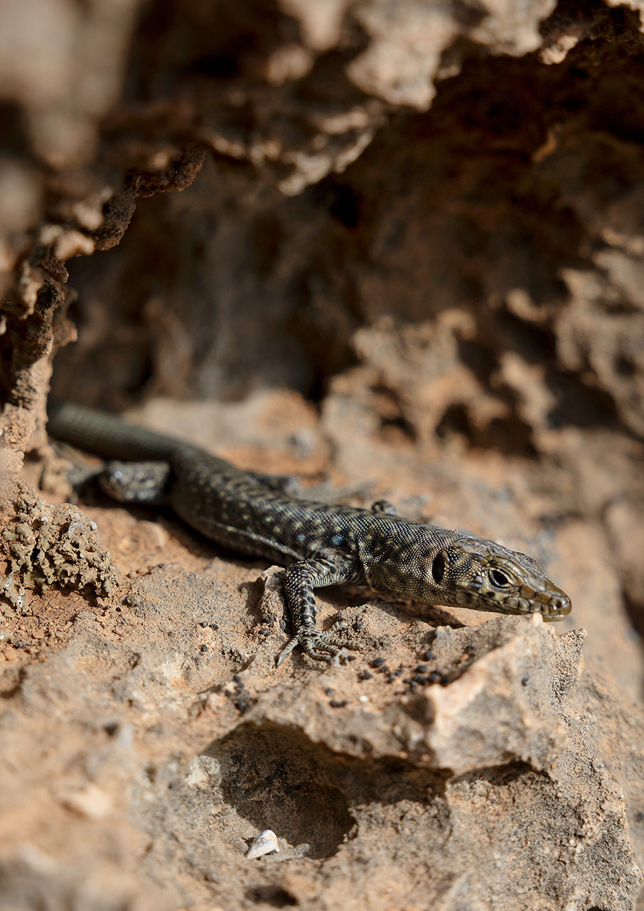 Λεωνίδιο: Πώς η αναρρίχηση μεταμόρφωσε μια ολόκληρη πόλη-2