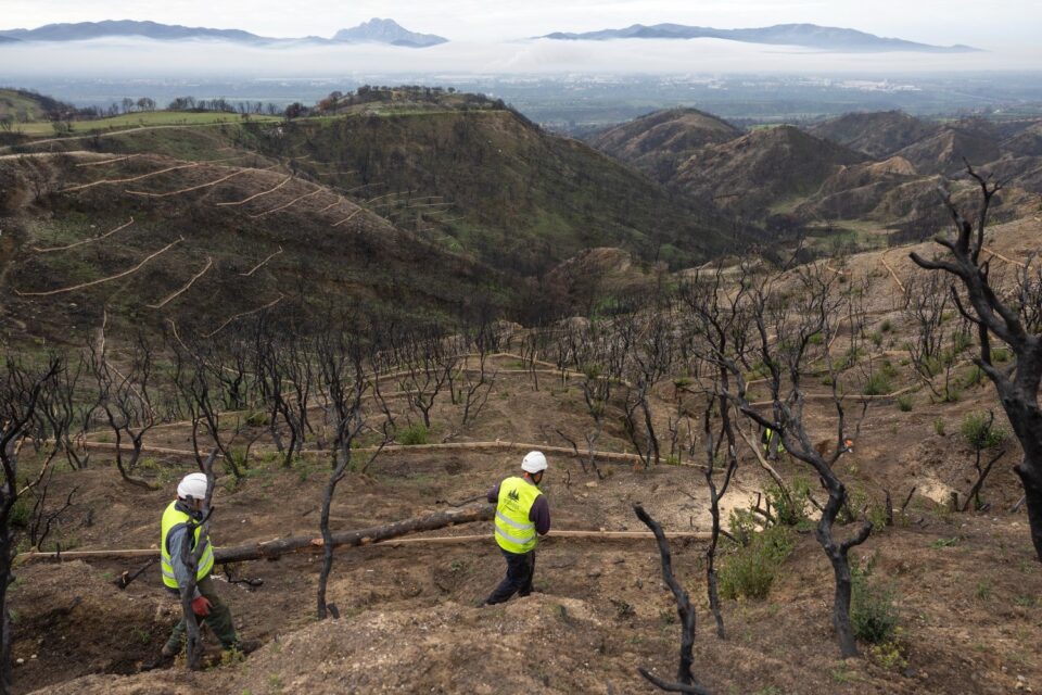 Αναγέννηση και αλληλεγγύη μετά τις φωτιές στην Αχαΐα-3