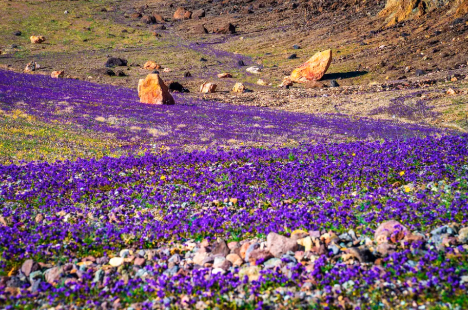 Σπάνια πανδαισία χρωμάτων στην Κοιλάδα του Θανάτου-1