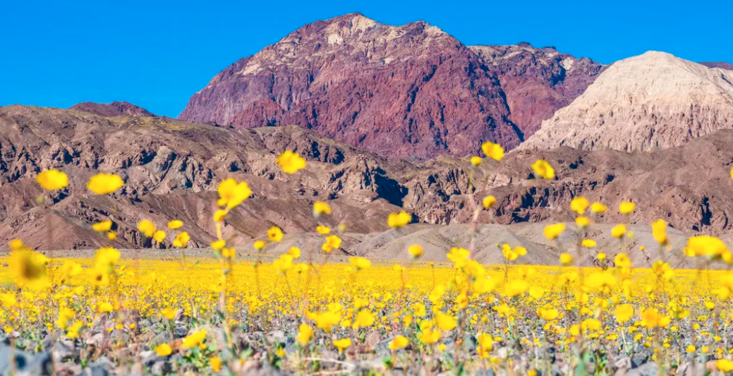 σπάνια-πανδαισία-χρωμάτων-στην-κοιλά-564121426